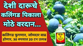 देशी दारूचे कलिंगड पिकाला फायदे || Alcohol result for watermelon farming || krushi salla