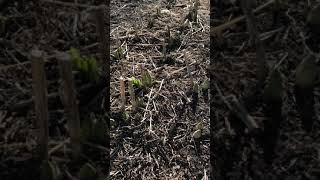 Martagon Lilies - mulching with manure