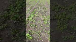 Coriander Farming 2022 #shorts #trending