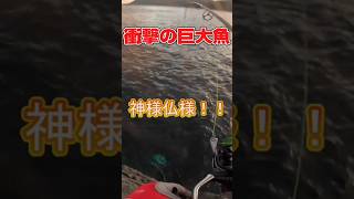 【磯から衝撃の魚！！】続きは本編で近日!?公開予定!?#shorts #のび子のソトアソビ #車中泊女子 #釣り女子 #釣りキャンプ #釣り旅 #車中泊の旅 #ハイボール #車中泊 #キャンプ女子