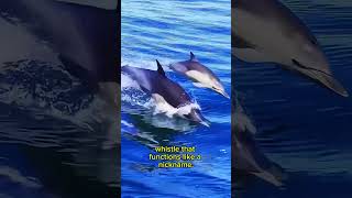 Dolphins have their own names #shortvideo #animals #funnyvideo #facts #dolphins