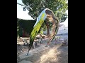 Stainless steel wing sculpture by jon voss 2021 'Tern'