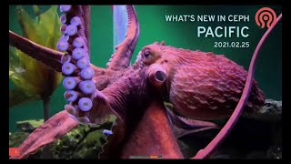 What's New in Pacific Ceph Release - Sage Weil