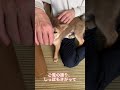 首輪いやがる柴犬