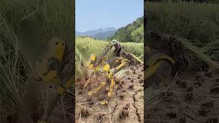 robot amazing agriculture work #agriculture#robot #robotwork#china #shorts#short