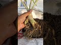 adenium 1 year growth adenium plants garden adeniumlover plants