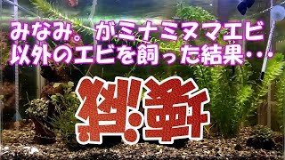 【エビ飼育：ベルベットブルー】飼育から100日目　ベルベットブルーの飼育は簡単です