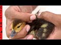 SAVING BABY DUCK in the STREET! **How I'm a NEW MOM**