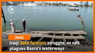 Iraqi date farmers struggle, as salt plagues Basra's waterways