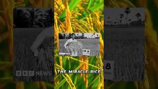 பல லட்சக்கணக்கான இந்திய மக்களை காப்பாற்றிய நெல் #agriculture #shorts #rice #miracle