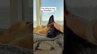 Goodbye Charlie 🥺🐾 #dogloss #dog #pets