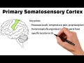 understand the parietal lobe in 3 minutes neuroscience