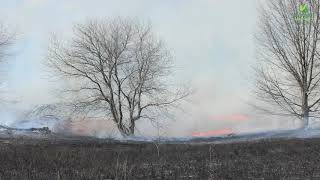 Tallgrass awakening: Transforming the Rice Lake Plains in Ontario