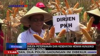 DIRJEN PETERNAKAN DAN KESEHATAN HEWAN KUNJUNGI PETANI JAGUNG