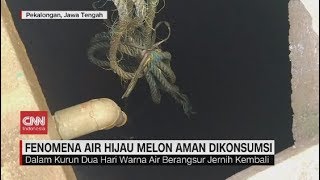 Fenomena Air Hijau Melon Aman Dikonsumsi