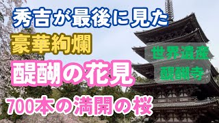 【秀吉が最後に見た桜】豪華絢爛醍醐の花見・京都世界遺産醍醐寺の満開の７００本の桜