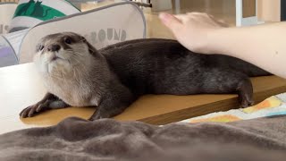 飼い主の昼寝を妨害していたが用事を思い出し急遽帰るカワウソ Otter interrupts owner's nap