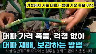 105.대파를 가정에서 쉽게 재배하고 짱짱하고 싱싱하게 보관하는 최고의  방법입니다