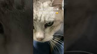 #18歳おじいちゃん猫 #猫のいる暮らし #ねこ動画 #サバトラ猫#猫動画 #ねこ #猫 #高齢猫