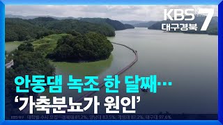 [여기는 안동] 안동댐 녹조 한 달째…‘가축분뇨가 원인’ / KBS  2023.09.11.