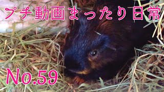 【モルモット】プチ動画 まったり日常 No.59 Relaxed daily life【kawaii guineapig】