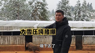 湖南遭遇罕见雪灾，小伙的100多平方的猪棚被大雪压垮！#新农人计划2024  #湖南下雪了  #农村创业养殖