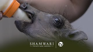 Wildlife Rehabilitation Centre: A farewell to the Jackal pups and a baby Warthog and Egrets arrive