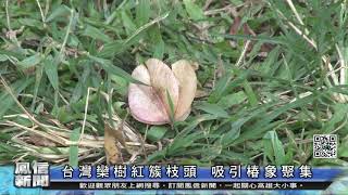 鳳信新聞1091116台灣欒樹紅簇枝頭 吸引椿象聚集