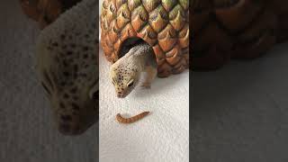 Leopard gecko enjoys a snack (updated version)