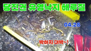 꽃지해수욕장+왜목마을 낙지 골뱅이 해루질