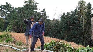 Yao Ma said: Cold dew frost  Hu Bean peas on the mountain. The red potato also had a good harvest.