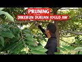 Pruning agar cabang durian cepat besar dan kokoh, bersama bos Agus Widodo