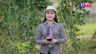 Agriculture/កសិកម្ម : សហគមន៍កសិកម្មបន្លែចម្រុះជាយក្រុងកំពង់ស្ពឺ  Vol 01/3