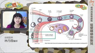 我們的旅程起點－從受精卵到胎兒 02【著床與驗孕－受精卵的旅程】（林丹薇醫師）