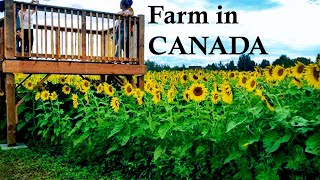 Sunflower FARM Visit | FlOWER Farm TOUR | Canada SUNFLOWER Farm | FIELD Walk