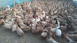 Amazing Duck Farming In River Traditional Duck Farming In River Funny Duck Farming In village