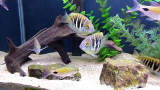 Canara pearlspot (Etroplus canarensis) with Filament Barbs.