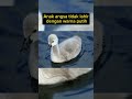 fakta hewan angsa faktadunia faktamenarik faktaunik fakta hewan angsa swan