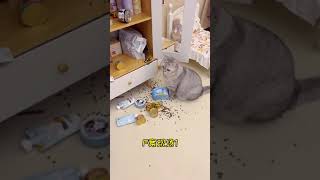 不听话的小猫咪是要被抓起来的🤣🤣#猫咪的迷惑行为 #委屈猫   抖音