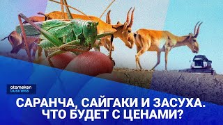 Саранча, сайгаки и засуха. Что будет с ценами? / Своими Словами 07.07.2023