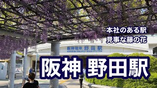 【阪神】野田駅　120％満喫する　本社のある駅　見事な藤の花　※緊急事態宣言発令前に撮影