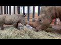 baby rhino gets his name at disney s animal kingdom park