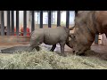 baby rhino gets his name at disney s animal kingdom park