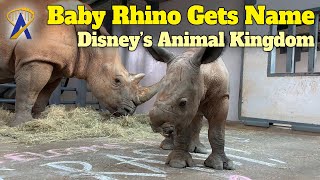 Baby Rhino Gets His Name At Disney's Animal Kingdom Park