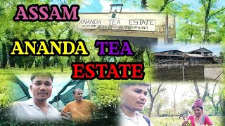 Ananda Tea Garden. ananda tea garden.beautiful Ananda chai bagan.chai bagicha. Lakhimpur Assam