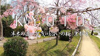 京都【なからぎの道の桜】〜賀茂川沿いを歩きながらの花見散策