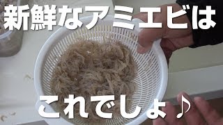 アミエビといえばこれでしょ！新鮮だからこれが美味い♪