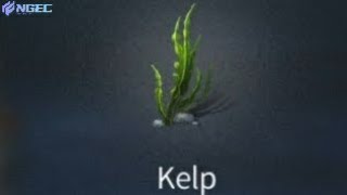 Life After Kelp