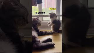 猫小腿短脾气倒挺大！🤔曼基康 萌宠 搞笑 shorts