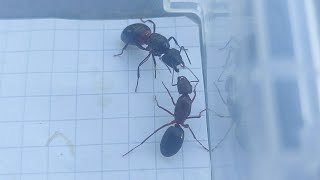 Camponotus turkestanicus (China) vs Camponotus ligniperda (Germany) 15.09.2023